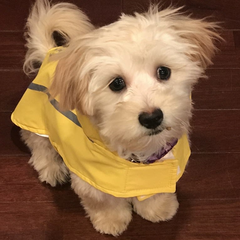 Louie, a Lhasa Apso and Havanese mix tested with EmbarkVet.com