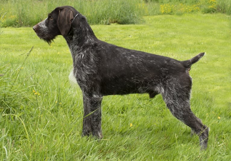 Grouse, a German Wirehaired Pointer tested with EmbarkVet.com