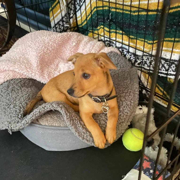 Alexa (Lexi) Isabella, a Chihuahua and Rat Terrier mix tested with EmbarkVet.com