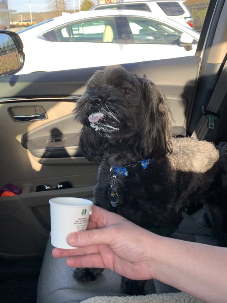 Riley, a Cocker Spaniel and Shih Tzu mix tested with EmbarkVet.com