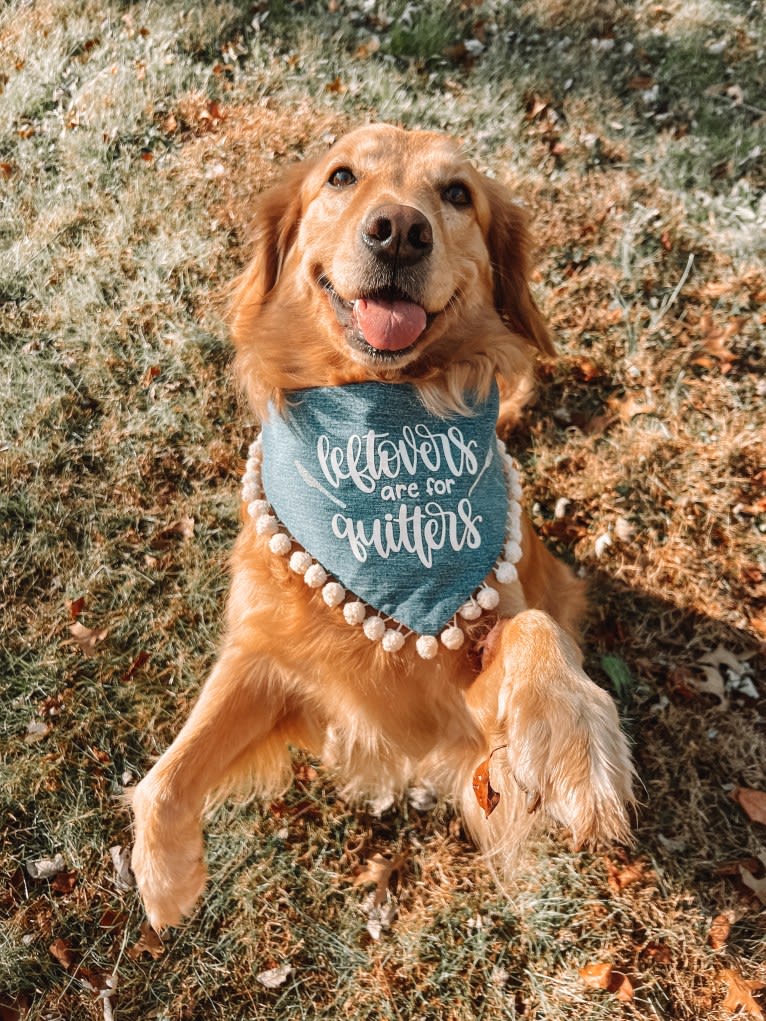 Marley, a Golden Retriever tested with EmbarkVet.com