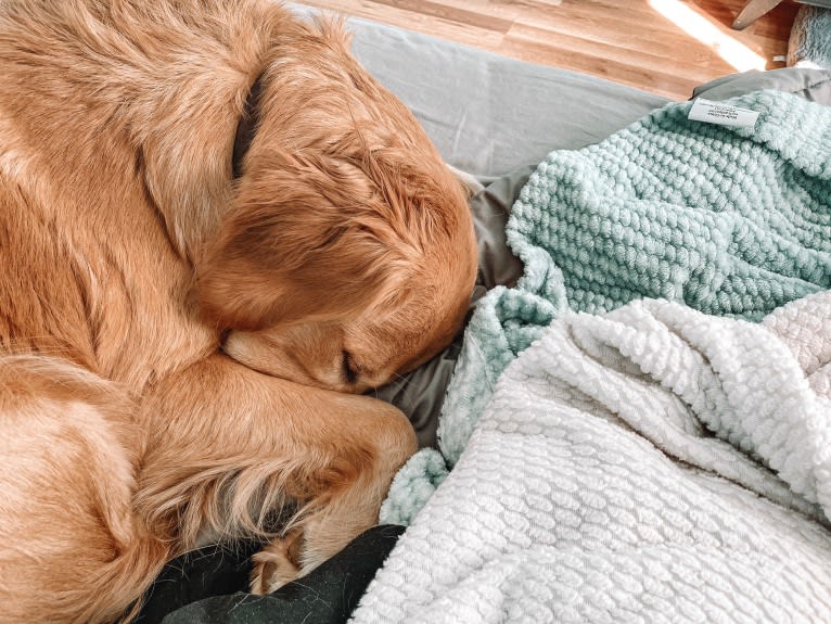 Marley, a Golden Retriever tested with EmbarkVet.com