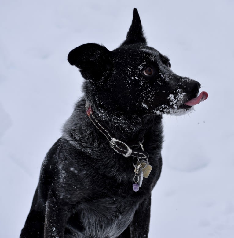 Mist, an Australian Cattle Dog and Australian Shepherd mix tested with EmbarkVet.com