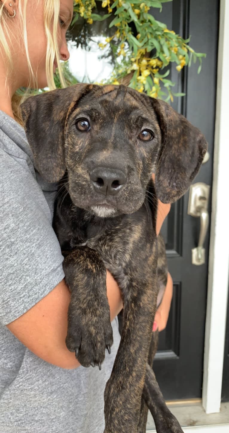 Maverick, a Mountain Cur tested with EmbarkVet.com