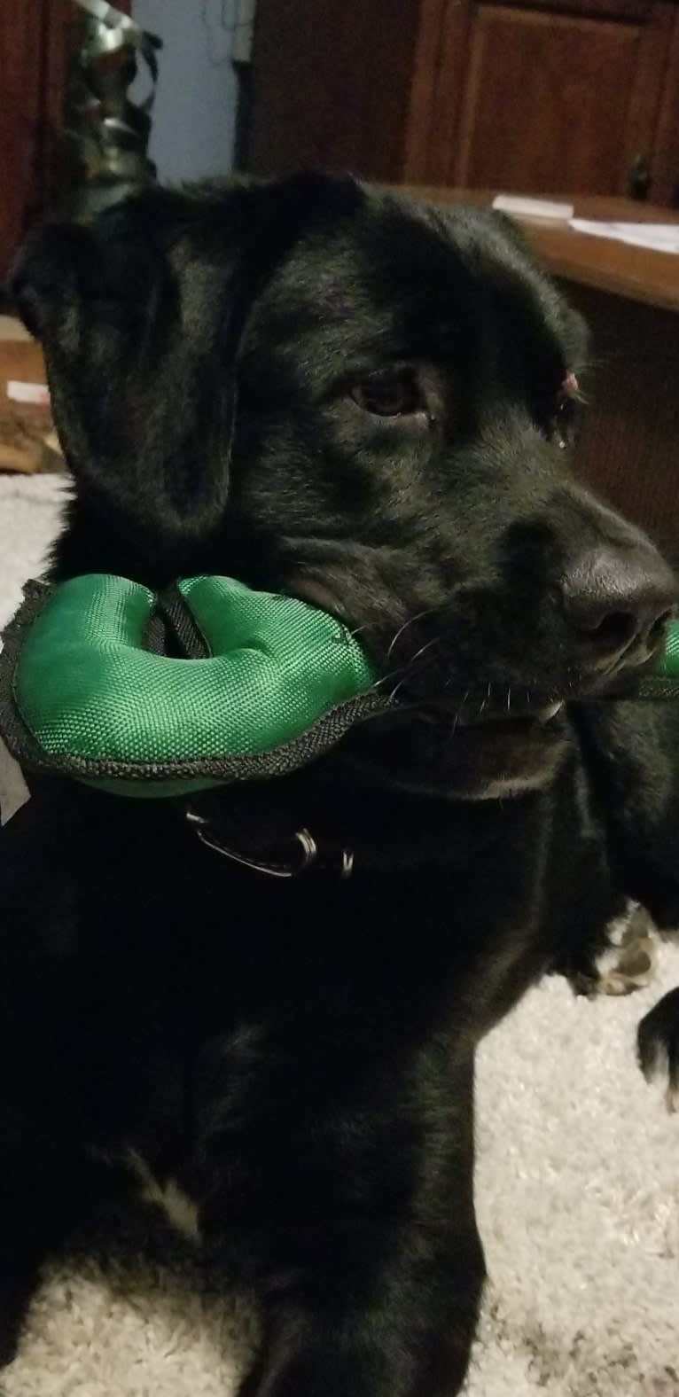 Tank, a Newfoundland and Labrador Retriever mix tested with EmbarkVet.com