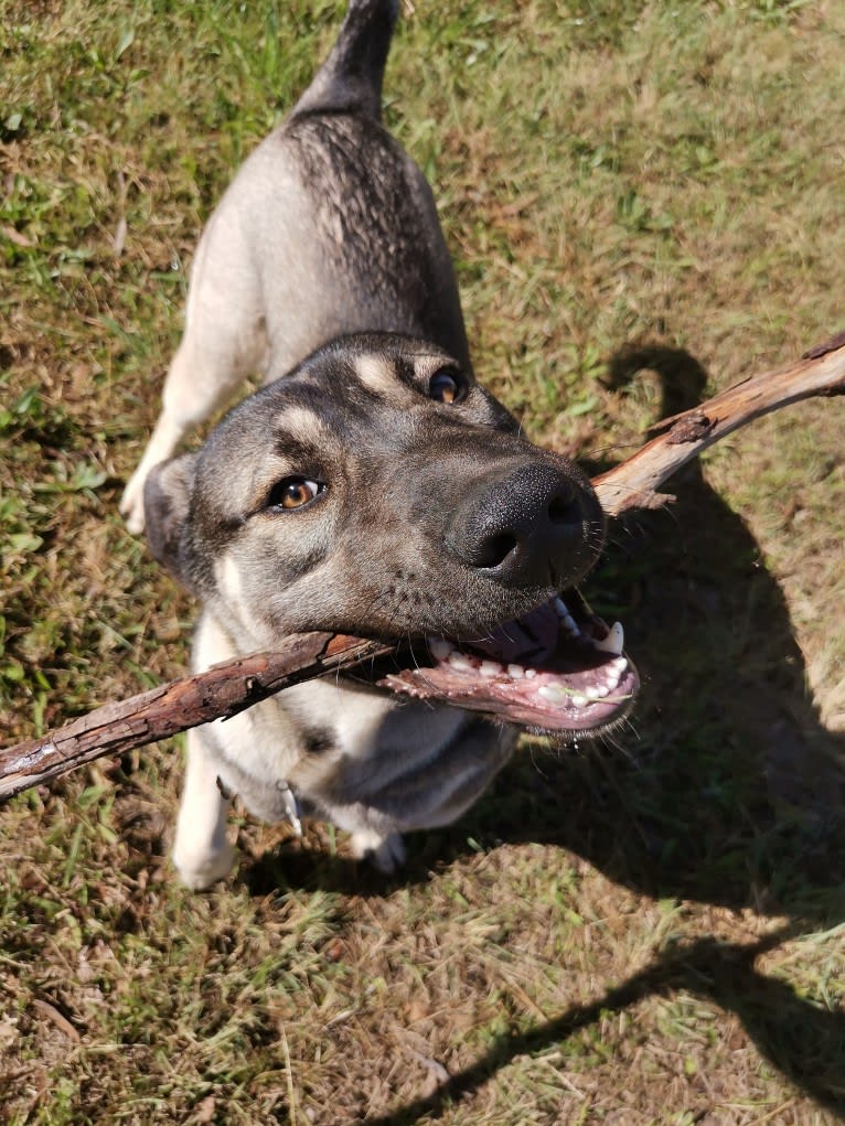 Mud, a Siberian Husky and Neapolitan Mastiff mix tested with EmbarkVet.com