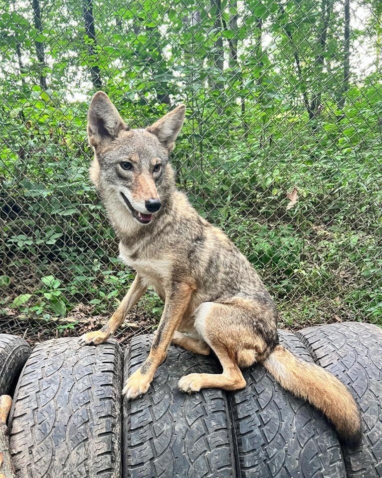 Seeress, a Coyote (6.5% unresolved) tested with EmbarkVet.com