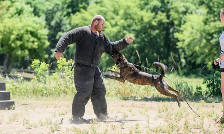 Rogue, a Dutch Shepherd tested with EmbarkVet.com