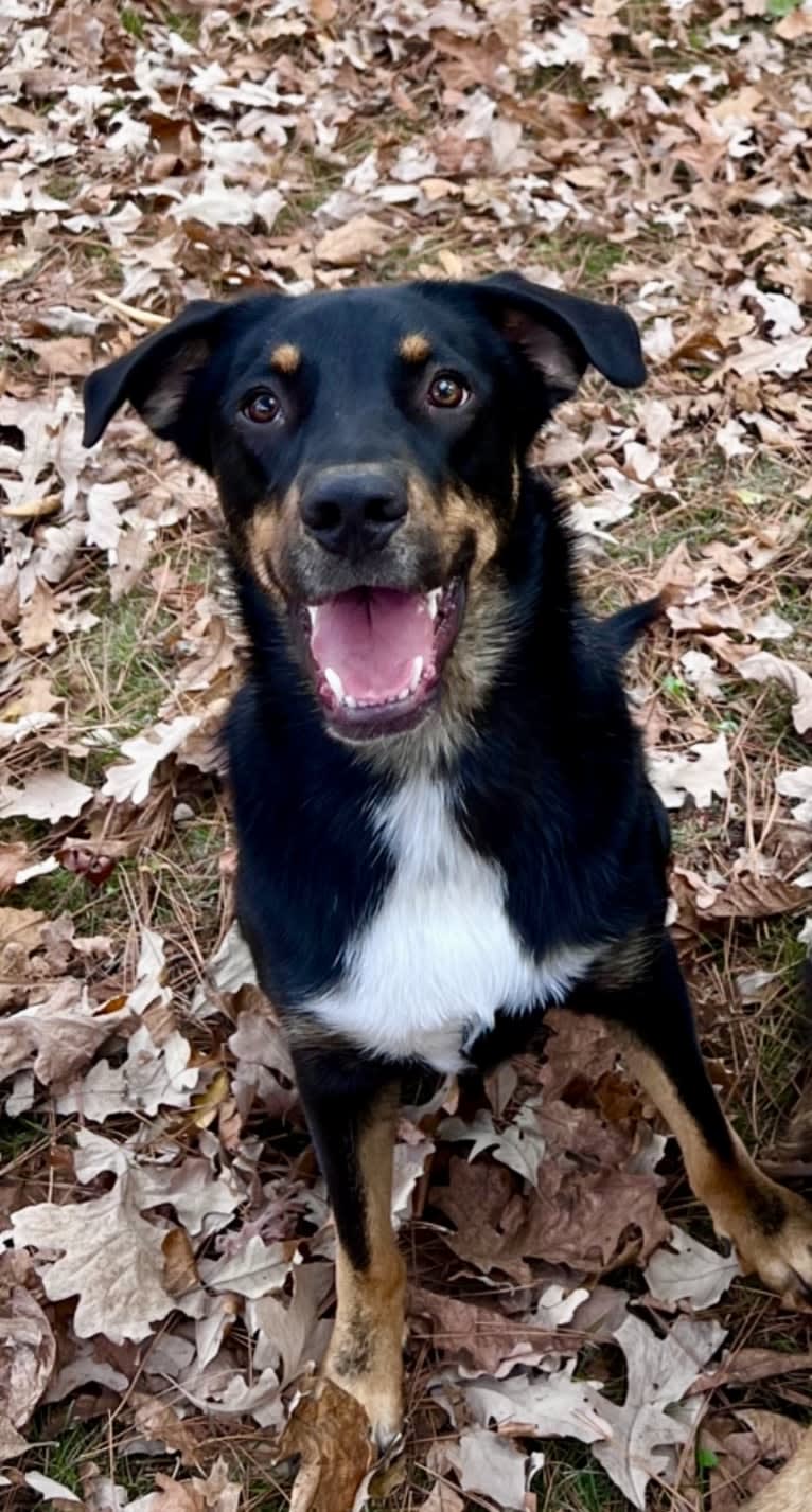 Jasper, an Australian Shepherd and Labrador Retriever mix tested with EmbarkVet.com