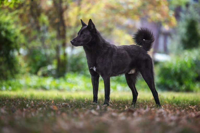 Moshae, a Canaan Dog tested with EmbarkVet.com