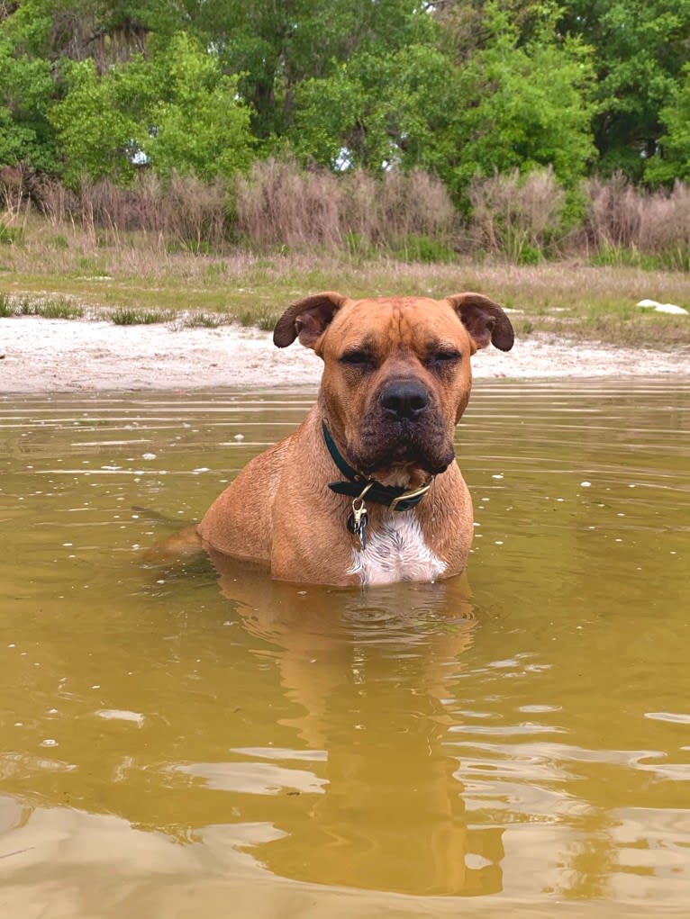Gus, an American Bully and American Bulldog mix tested with EmbarkVet.com