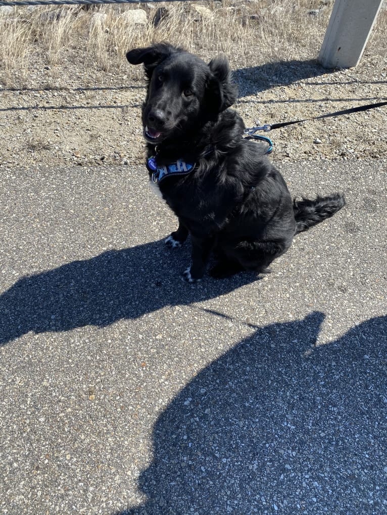 Care Bear Ross, a Labrador Retriever and Australian Cattle Dog mix tested with EmbarkVet.com