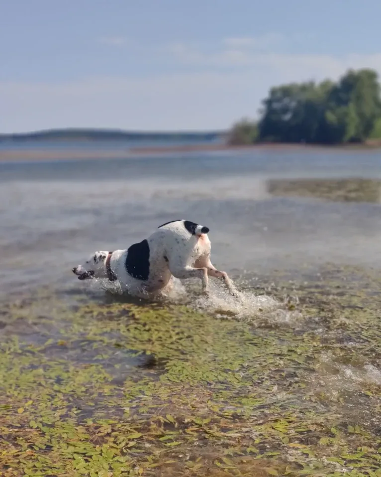 Chance, a German Shorthaired Pointer and Border Collie mix tested with EmbarkVet.com