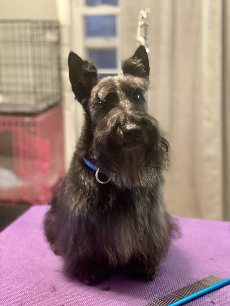 Max, a Scottish Terrier tested with EmbarkVet.com