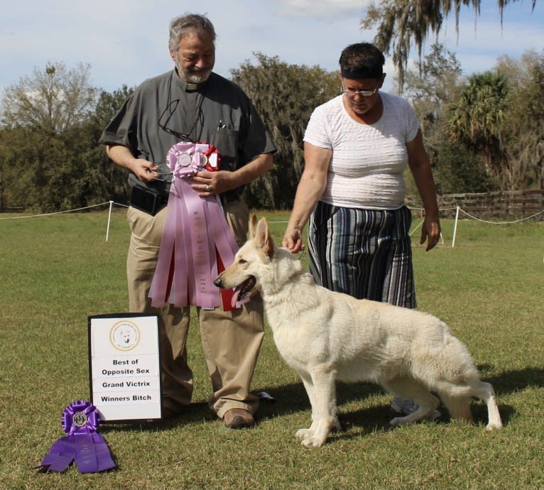 Winter, a White Shepherd tested with EmbarkVet.com