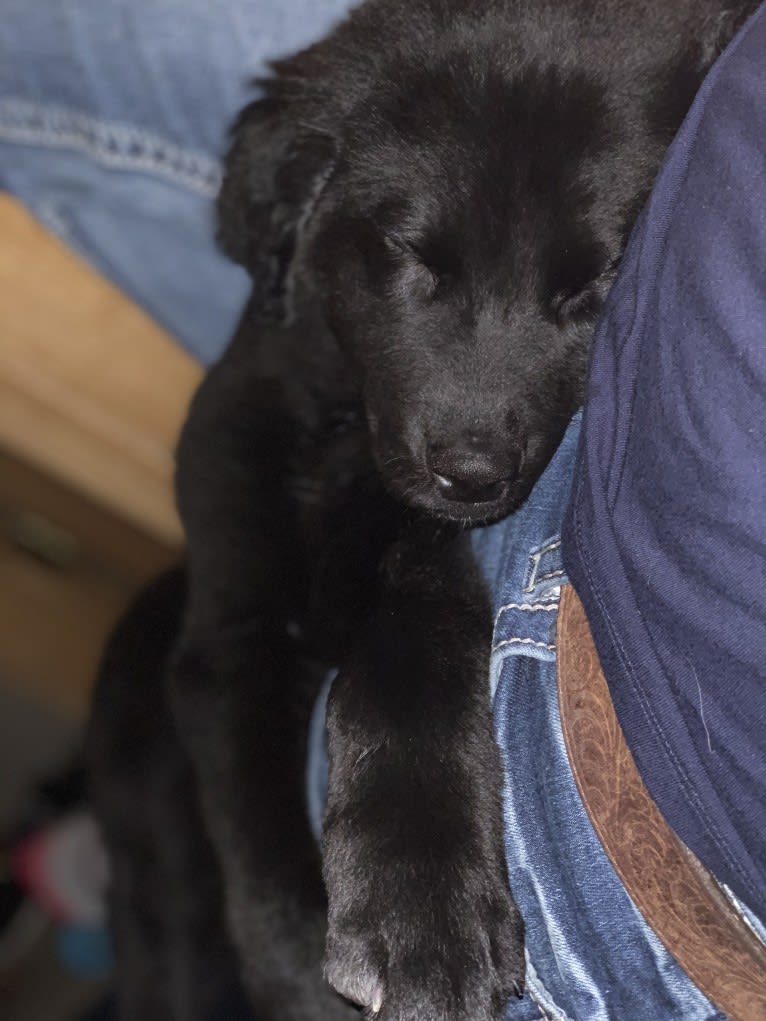 Bear, a Labrador Retriever and Poodle (Standard) mix tested with EmbarkVet.com