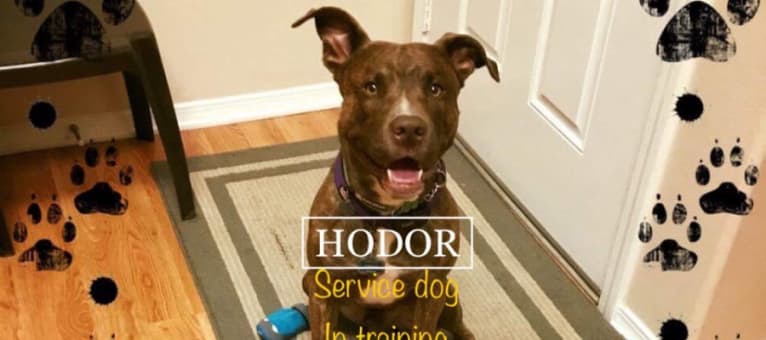 Hodor, an American Pit Bull Terrier and German Shepherd Dog mix tested with EmbarkVet.com
