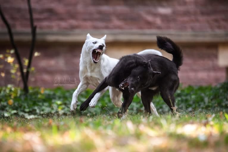 Suri, a Canaan Dog tested with EmbarkVet.com