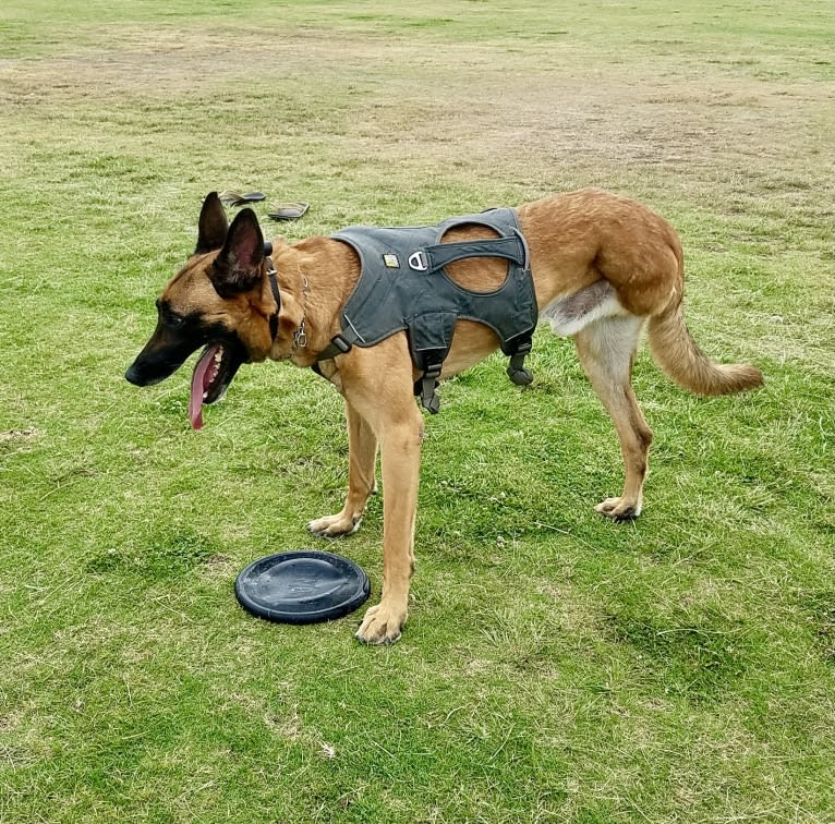 Sully, a Belgian Shepherd tested with EmbarkVet.com