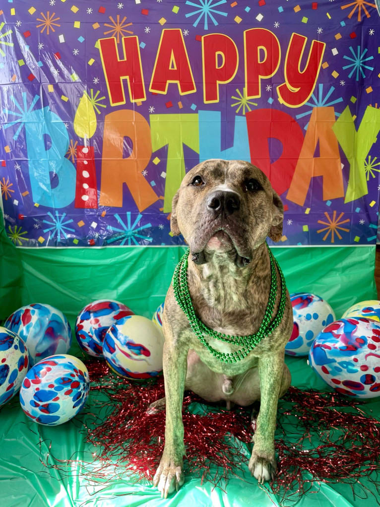 MAX, an American Pit Bull Terrier and American Bulldog mix tested with EmbarkVet.com