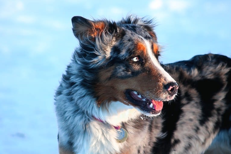 Storm, an Australian Shepherd and Bernese Mountain Dog mix tested with EmbarkVet.com