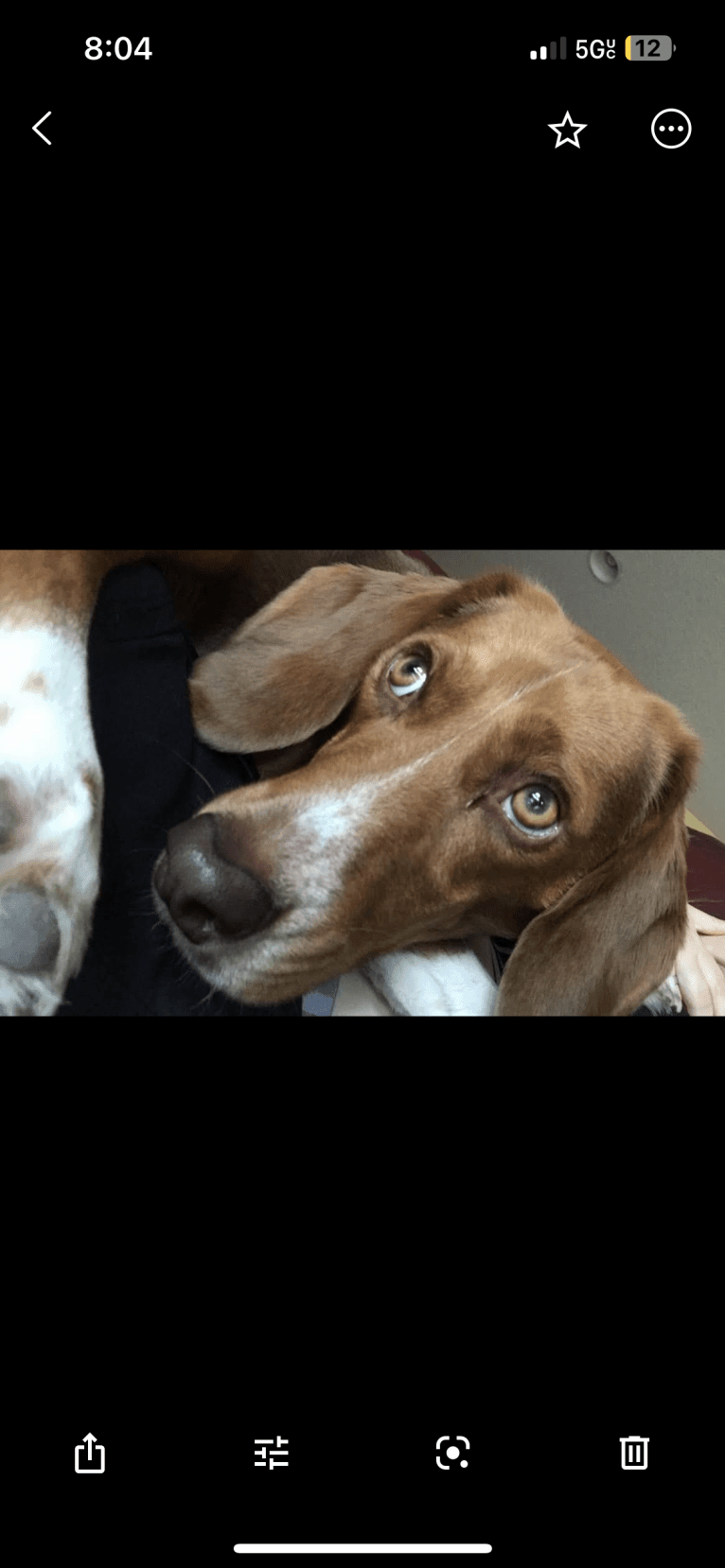 Ranger, a Beagle tested with EmbarkVet.com