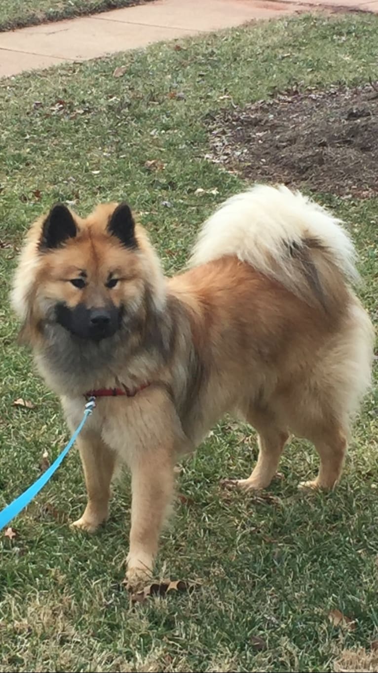 Orion, an Eurasier tested with EmbarkVet.com