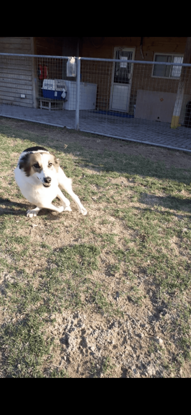 Ruby, an Arabian Village Dog tested with EmbarkVet.com