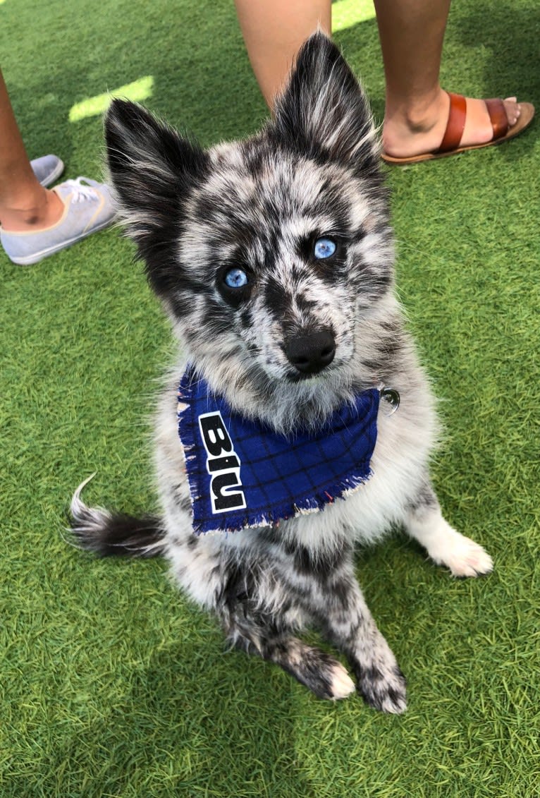 Papillon husky hot sale