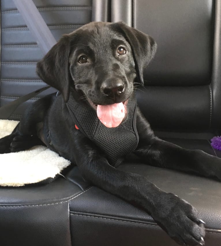 Ellie, a Labrador Retriever (7.2% unresolved) tested with EmbarkVet.com
