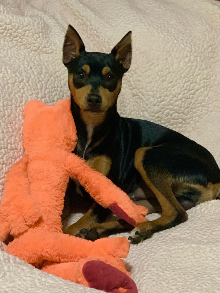 Vinny, a Miniature Pinscher tested with EmbarkVet.com