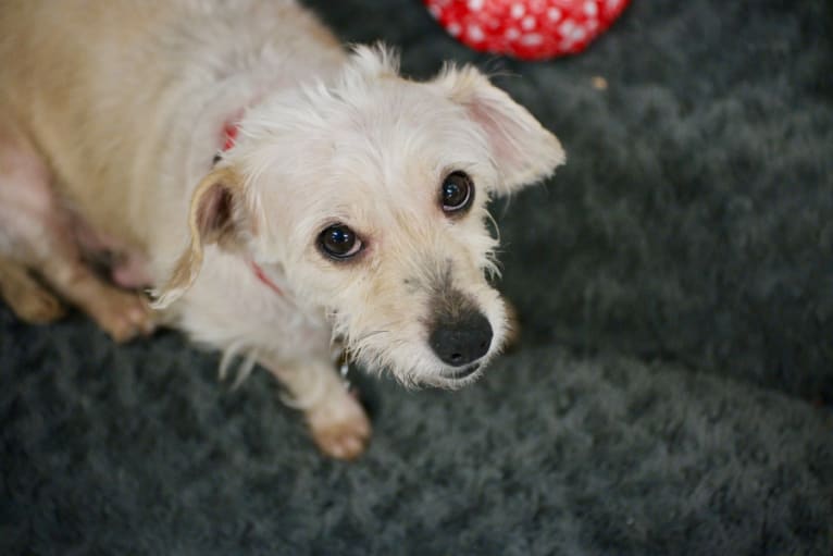 Toby, a Dachshund and Maltese mix tested with EmbarkVet.com