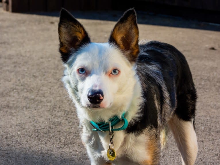 Mixie, a Border Collie tested with EmbarkVet.com