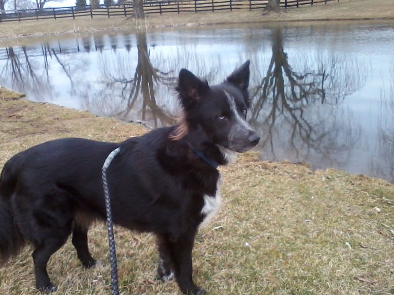 Tex, an Australian Cattle Dog and Border Collie mix tested with EmbarkVet.com