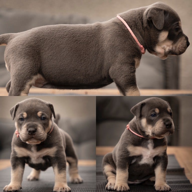 Lyla, an American Bully tested with EmbarkVet.com