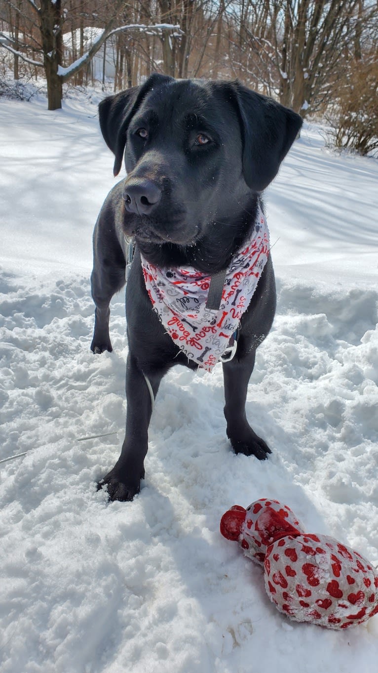 Chowder, a Siberian Husky and Labrador Retriever mix tested with EmbarkVet.com