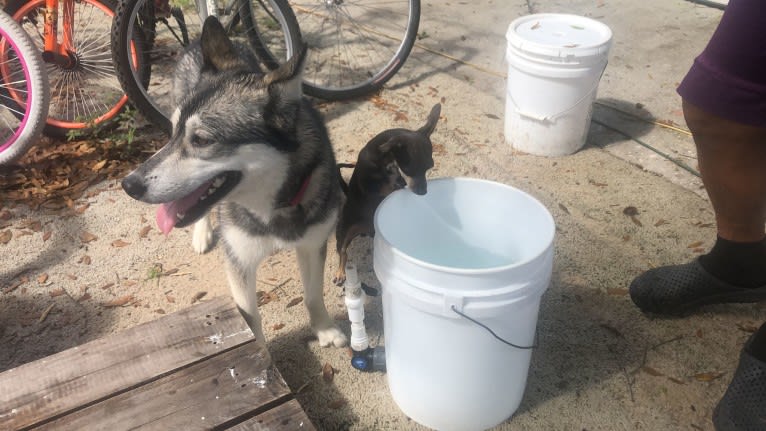 Leila, a Siberian Husky tested with EmbarkVet.com