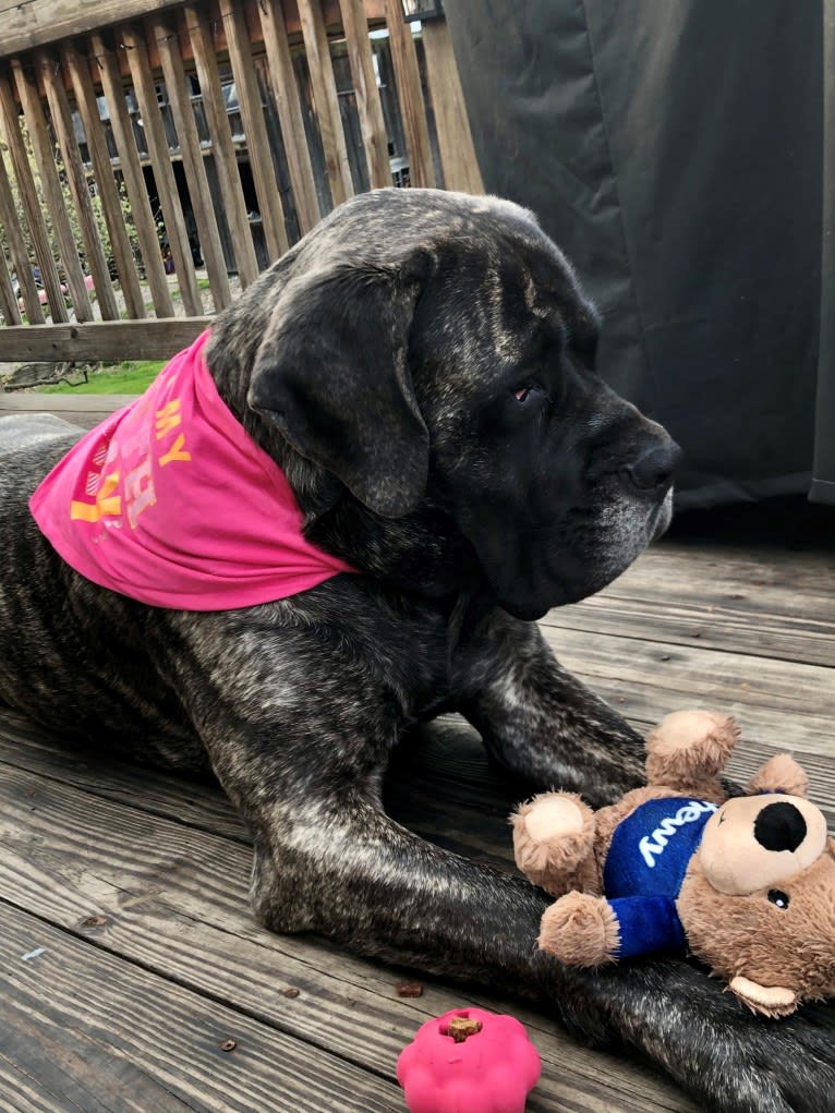 Miss Delilah, a Mastiff tested with EmbarkVet.com