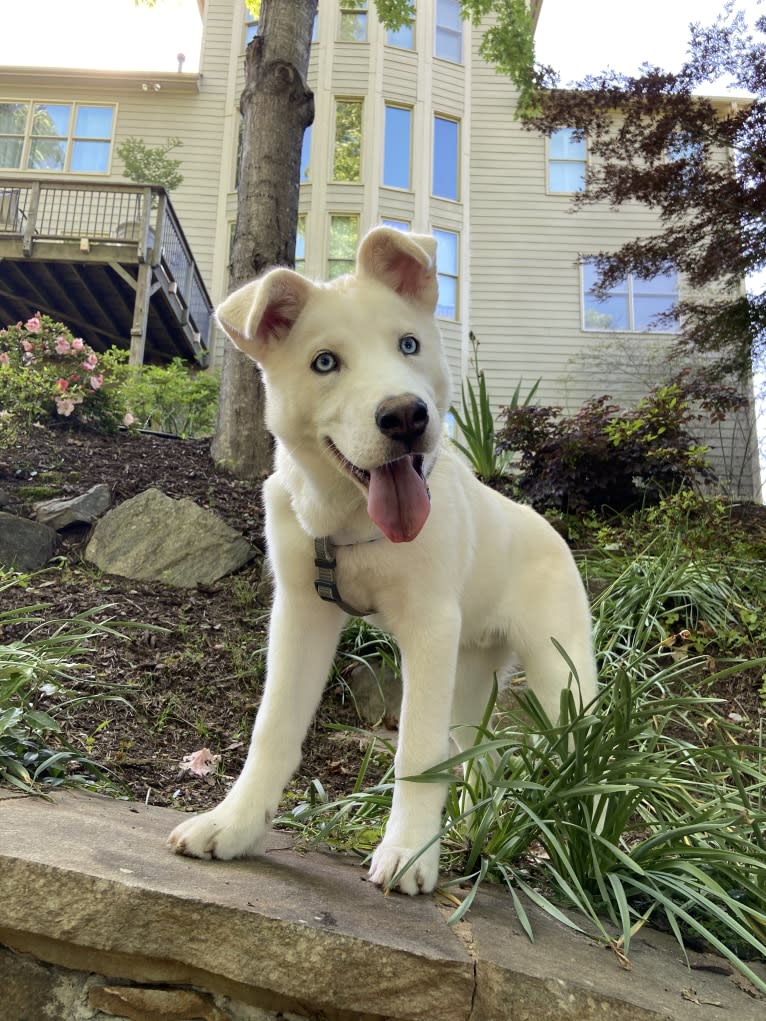 Dash, a Gerberian Shepsky (12.7% unresolved) tested with EmbarkVet.com