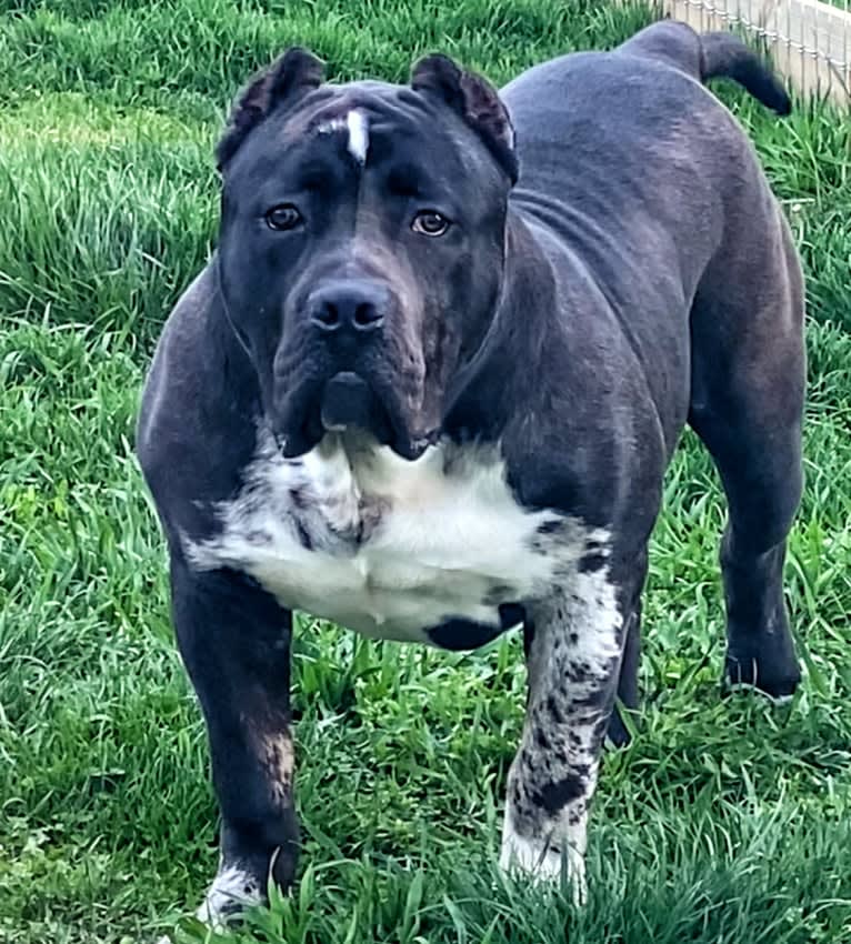 Grim, an American Bully tested with EmbarkVet.com