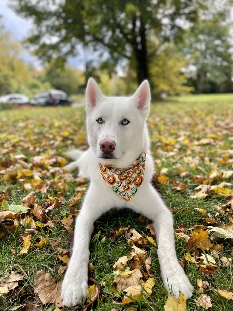 Loki, a Siberian Husky tested with EmbarkVet.com