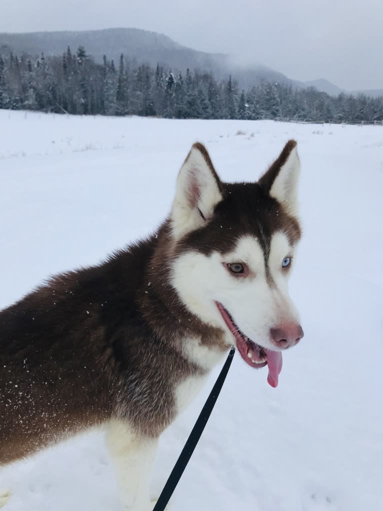 Aurora Borealis "Rory", a Siberian Husky tested with EmbarkVet.com
