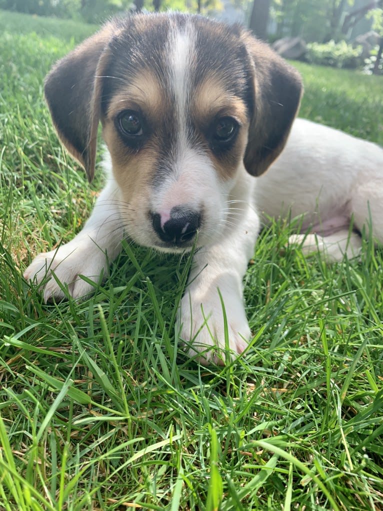 Oliver, a Basset Hound and German Shepherd Dog mix tested with EmbarkVet.com