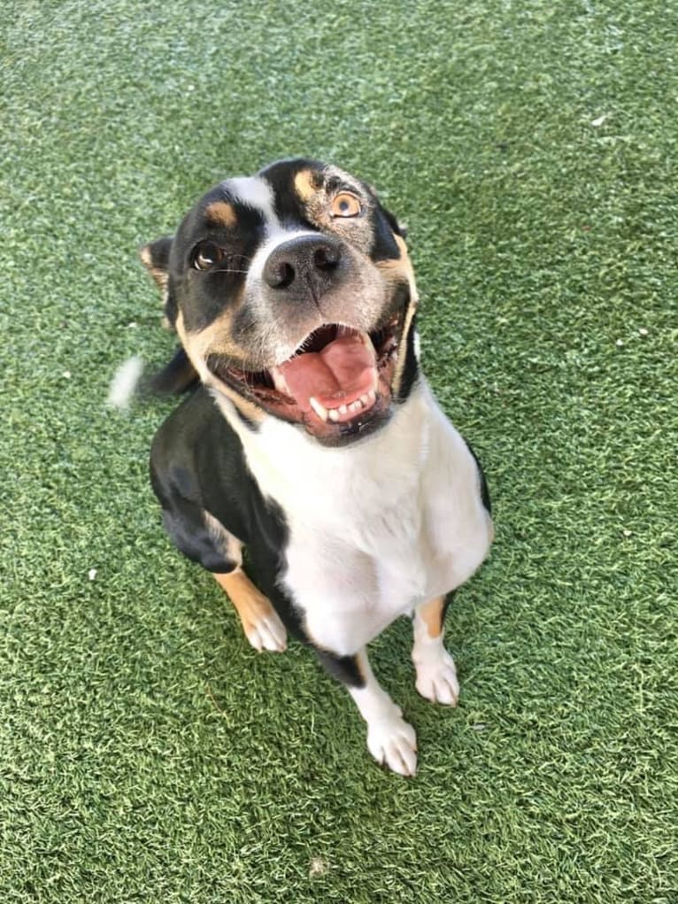 Shelby, a Boxer and Border Collie mix tested with EmbarkVet.com