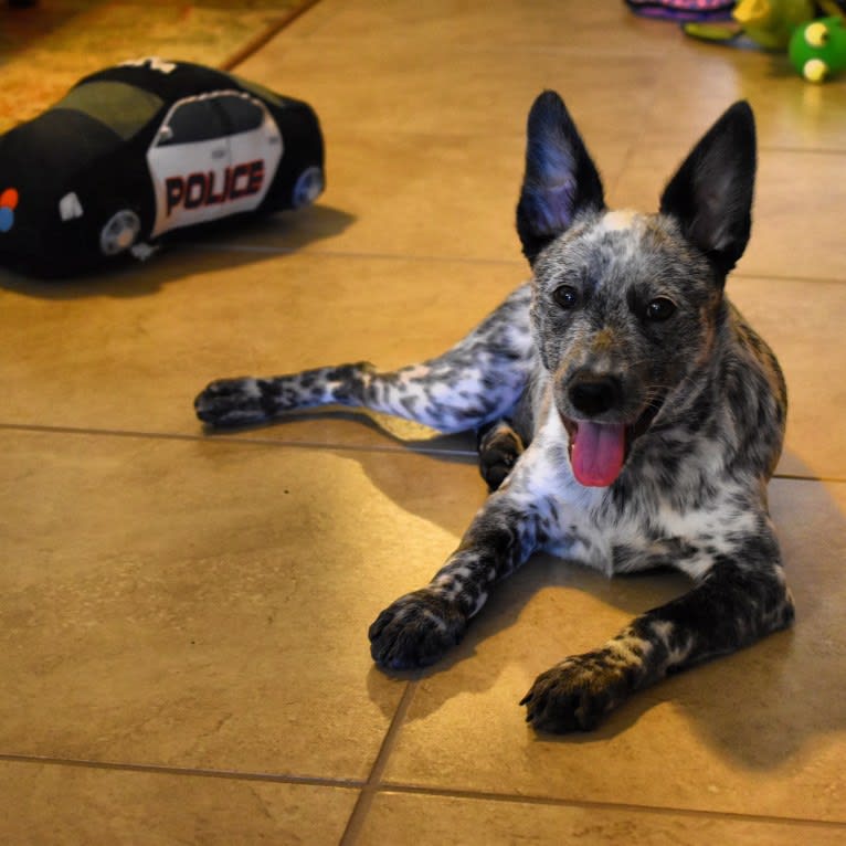 Willow, an Australian Cattle Dog tested with EmbarkVet.com