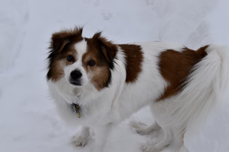 Cooper, an Australian Cattle Dog and Shih Tzu mix tested with EmbarkVet.com