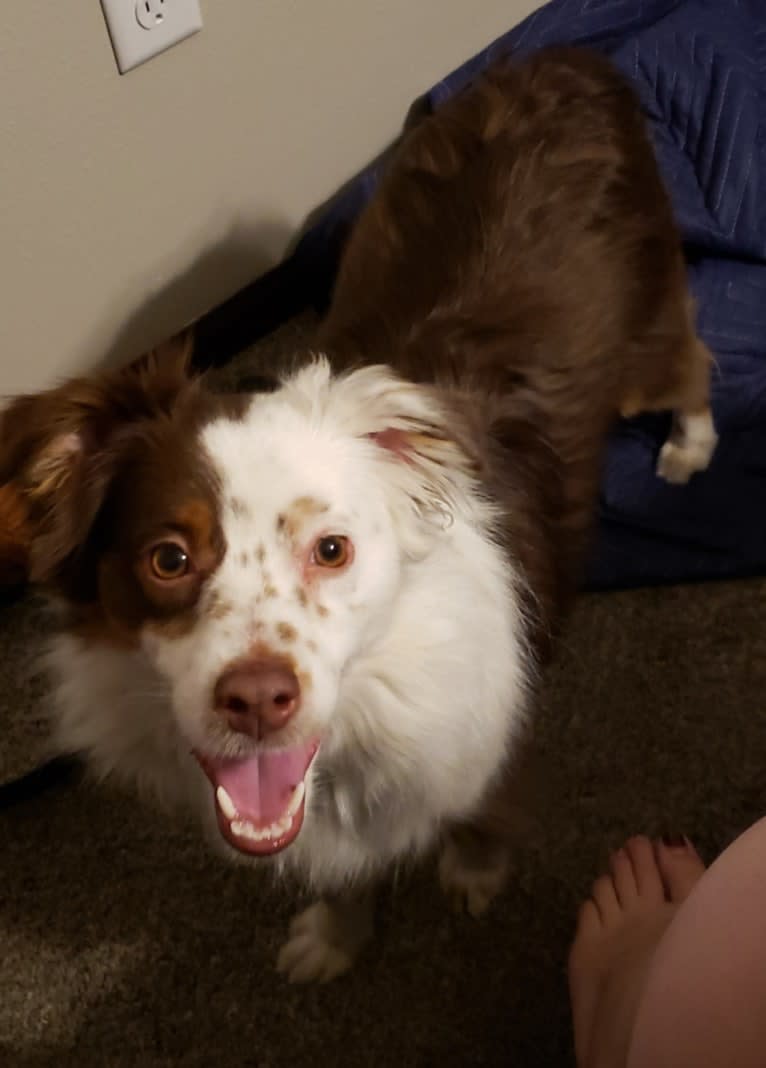 Berlin, an Australian Shepherd tested with EmbarkVet.com