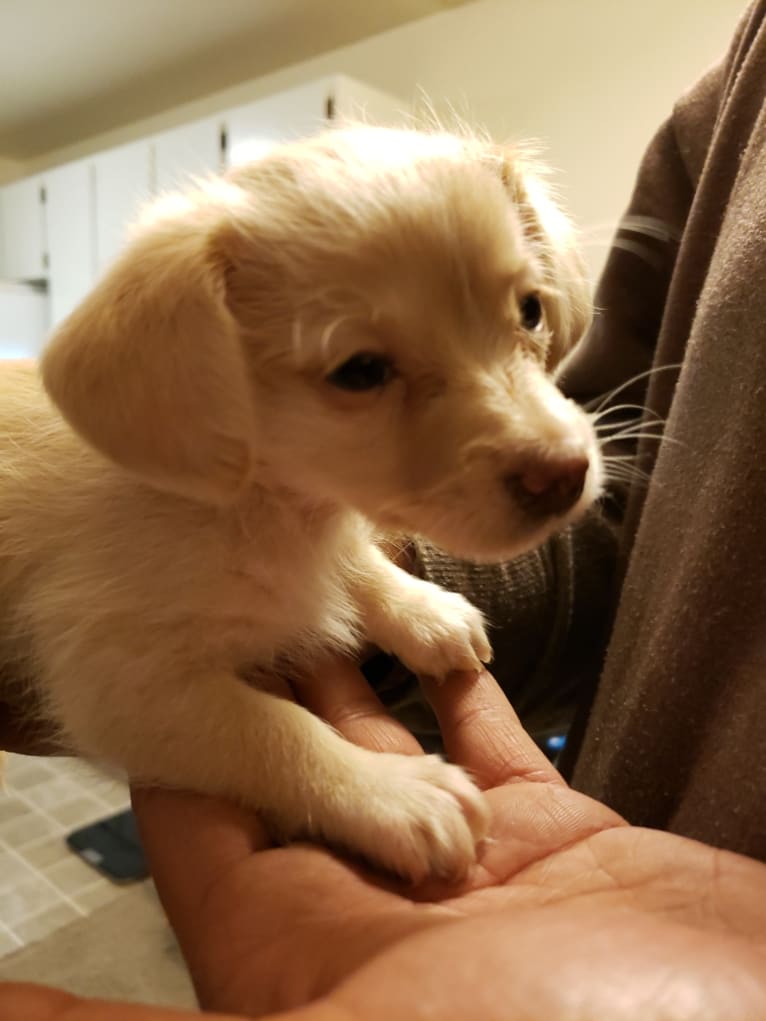 Hannah, a Dachshund and Bichon Frise mix tested with EmbarkVet.com