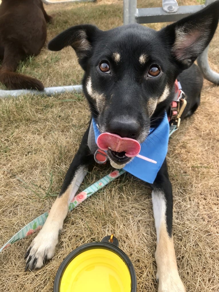 Remington, a Labrador Retriever and German Shepherd Dog mix tested with EmbarkVet.com