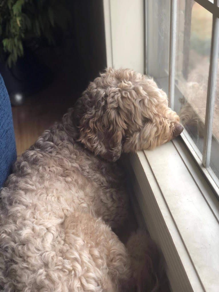 Roscoe, a Poodle (Standard) and Golden Retriever mix tested with EmbarkVet.com